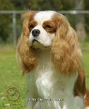 Cavalier King Charles Spaniel 9J001D-09